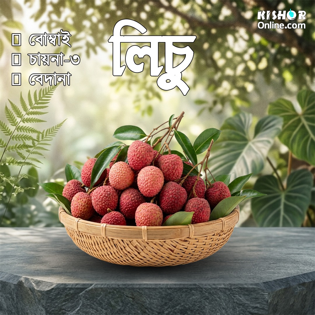 লিচু